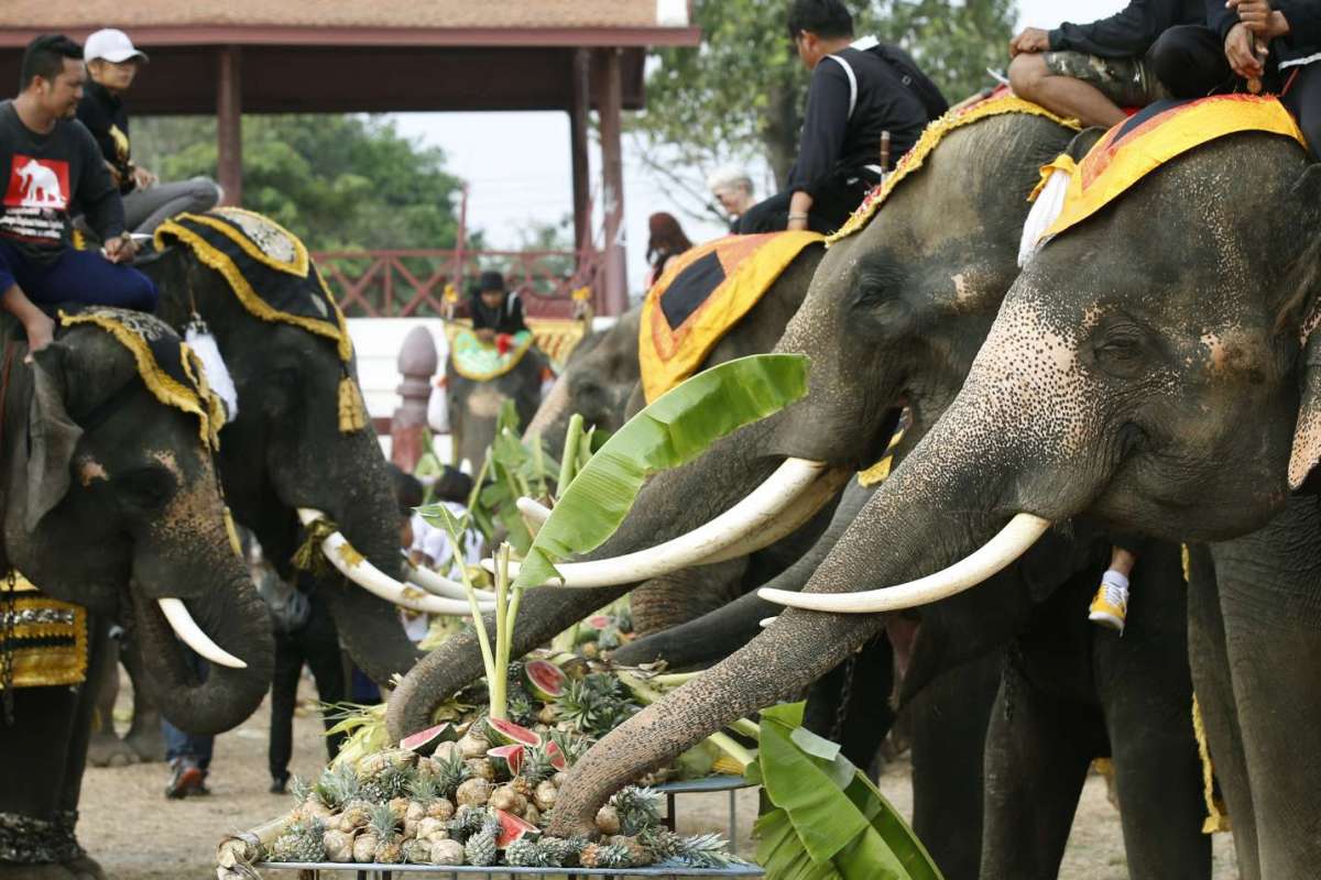 National Thai Elephant Day - Maesa Elephant Camp - Chiang 
