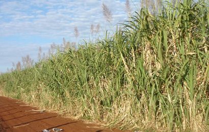 Global prices of sugar depend on Brazil’s bumper crops