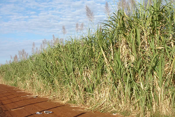 Global prices of sugar depend on Brazil’s bumper crops