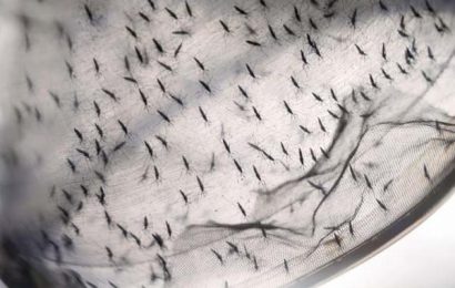 Zika crisis – more serious than previously thought