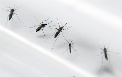 Angola at risk for Zika