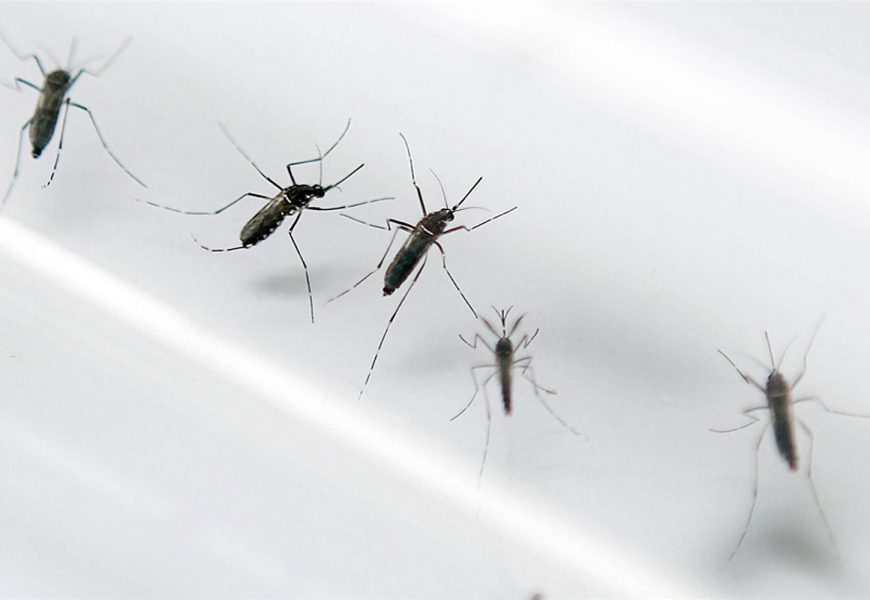 Angola at risk for Zika
