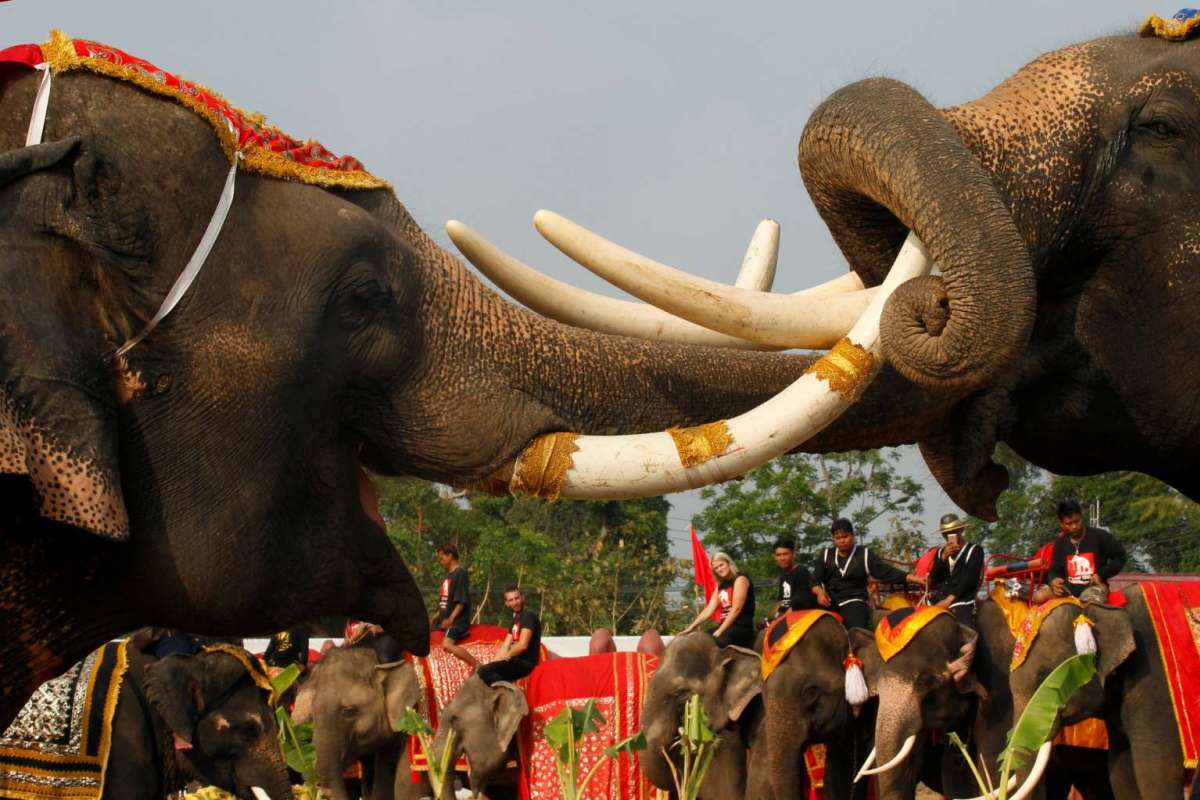 The elephant - Thailands national symbol - Asian Itinerary