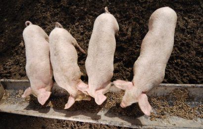 Medical Breakthrough Could Allow Pig-to-Human Organ Transplants