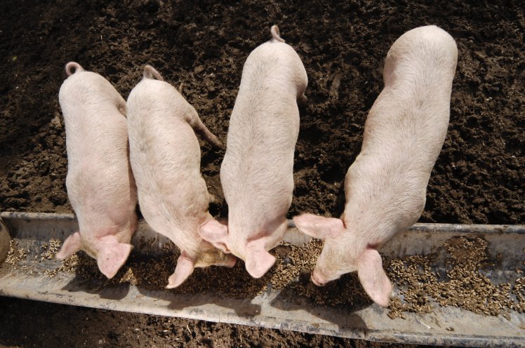 Medical Breakthrough Could Allow Pig-to-Human Organ Transplants