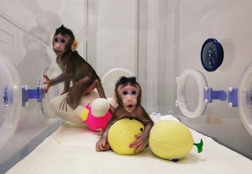 China Has Successfully Cloned Monkeys – Are we next?