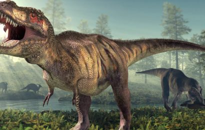 Possible Baby Tyrannosaurus Rex Fossil Discovered in Montana’s Hell Creek