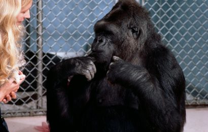 Koko, the gorilla that learned sign language, dead