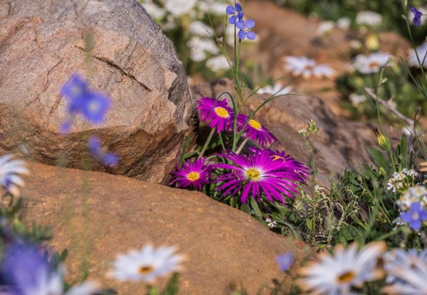 In Pictures: Spectacular Bloom Transforms South African Desert