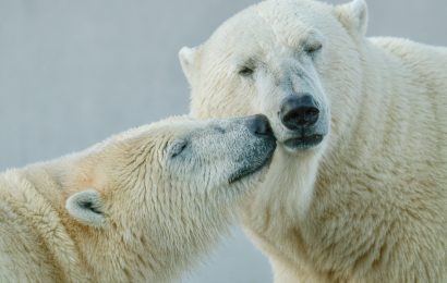 Canada’s polar bear population is declining at an alarming rate