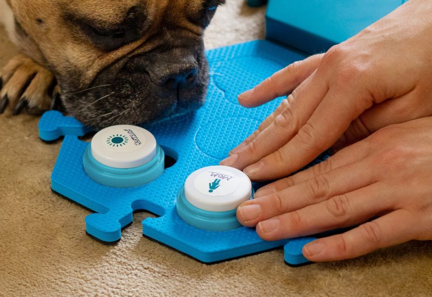 Dogs & Cats can now ‘talk’ to their owners