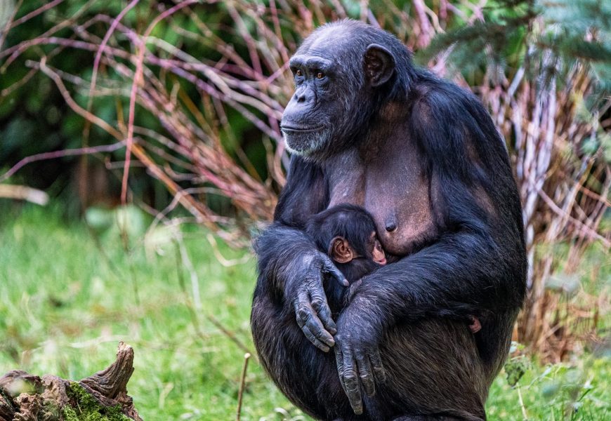 Critically endangered chimpanzee born at British Zoo