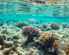 Coal mine project near the Great Barrier Reef rejected
