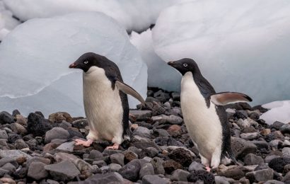 Antarctic sea ice hit lowest levels since satellite record